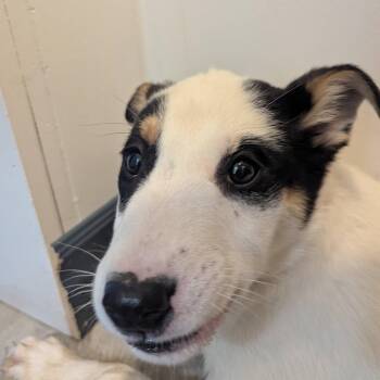 Border Collie Dogs Available for Adoption - Howard | PetCurious