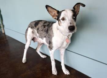 Rescue Catahoula Leopard Dog and Australian Shepherd Dogs for Adoption in San Antonio, Texas - Ember | PetCurious