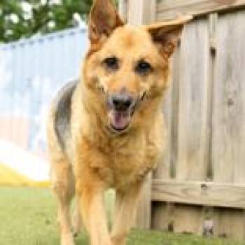 German Shepherd Dog Dogs Available for Adoption in Hilliard, Ohio - Roxie Sue | PetCurious
