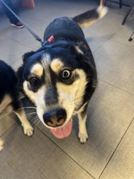 BEAR -  Siberian Husky Dog for Adoption in Rancho Cucamonga, California - BEAR | PetCurious
