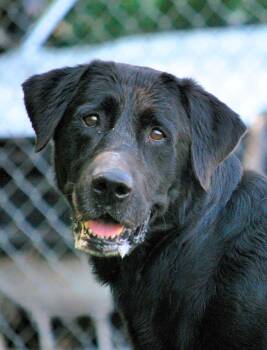 Rescue Black Labrador Retriever Dogs for Adoption in Manchester, Tennessee - Tonka | PetCurious