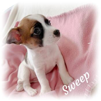Sweep -  Terrier and Chiweenie Dog for Adoption in Tulsa, Oklahoma - Sweep | PetCurious