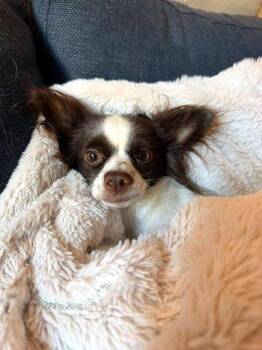 Donna Martin -  Chihuahua Dog for Adoption in Bedford Hills, New York - Donna Martin | PetCurious