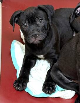 Diego (53666) -  Cane Corso and Black Labrador Retriever Dog for Adoption in Columbia, Maryland - Diego (53666) | PetCurious