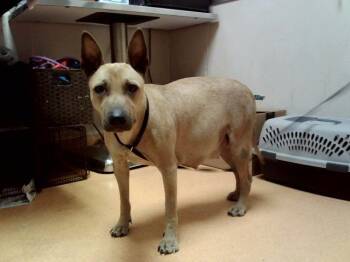 SANDY -  Pit Bull Terrier and Mixed Breed Dog for Adoption in Martinez, California - SANDY | PetCurious