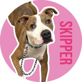 Skipper -  Pit Bull Terrier Dog for Adoption in Fort Worth, Texas - Skipper | PetCurious
