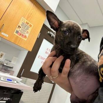 Flamingo -  Chihuahua and Mixed Breed Dog for Adoption in Durango, Colorado - Flamingo | PetCurious