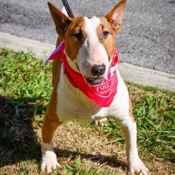 Bull Terrier Dogs Available for Adoption in Helena, Alabama - Clover June | PetCurious