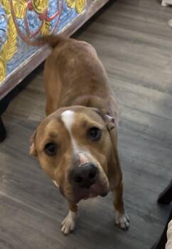Bronco -  American Bully Dog for Adoption in Folkston, Georgia - Bronco | PetCurious