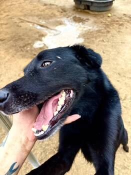 MITCH -  Black Labrador Retriever and Shepherd Dog for Adoption in Joshua Tree, California - MITCH | PetCurious