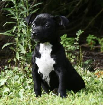 Farrah -  Pit Bull Terrier and Chihuahua Dog for Adoption in Mechanicsburg, Pennsylvania - Farrah | PetCurious