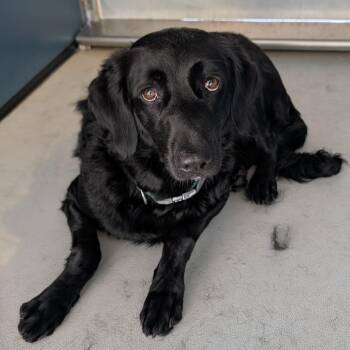 Piper -  Retriever Dog for Adoption in Greenville, South Carolina - Piper | PetCurious