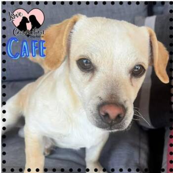 Dachshund Dogs Available for Adoption - Cafe | PetCurious