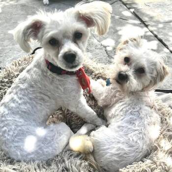 Poodle Dogs Available for Adoption in Oakland, California - Dashiell | PetCurious
