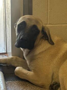 RUBY -  Mastiff and Mixed Breed Dog for Adoption in Albuquerque, New Mexico - RUBY | PetCurious