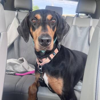 Nala -  Doberman Pinscher Dog for Adoption in Columbia, Missouri - Nala | PetCurious