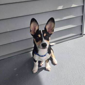 Corgi Dogs Available for Adoption in Englewood, Florida - Camilla | PetCurious