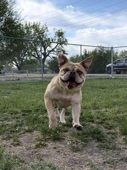 American Bulldog and Mixed Breed Dogs Available for Adoption in Scottsbluff, Nebraska - Princess | PetCurious