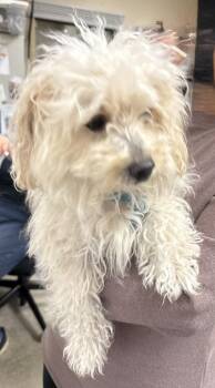 Maltese and Poodle Dogs Available for Adoption in Mundelein, Illinois - Popeye | PetCurious
