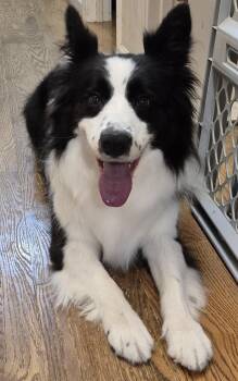 Freckles -  Border Collie Dog for Adoption in Culpeper, Virginia - Freckles | PetCurious