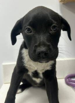 Hutch -  Labrador Retriever Dog for Adoption in Carmel Hamlet, New York - Hutch | PetCurious