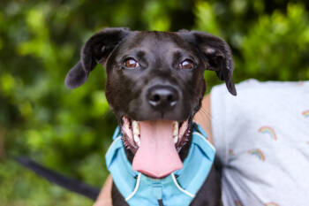 Rescue Labrador Retriever Dogs for Adoption in Wake Forest, North Carolina - Addie | PetCurious