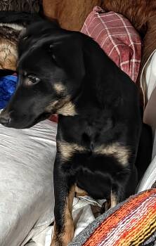 German Shepherd Dog and Doberman Pinscher Dogs Available for Adoption - Skye | PetCurious