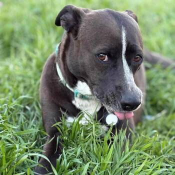 Rescue Pit Bull Terrier Dogs for Adoption in Broken Arrow, Oklahoma - Cardi B | PetCurious