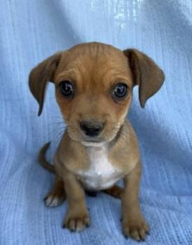 Sisko -  Chihuahua and Dachshund Dog for Adoption in Boulder, Colorado - Sisko | PetCurious