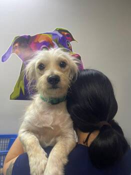 Maltese and Mixed Breed Dogs Available for Adoption in Palm Desert, California - Cashmere | PetCurious