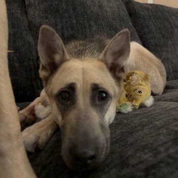Tessa -  German Shepherd Dog Dog for Adoption in Brentwood, Tennessee - Tessa | PetCurious