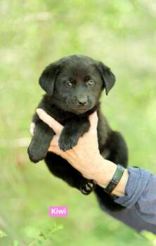 Border Collie Dogs Available for Adoption in Semmes, Alabama - Kiwi | PetCurious