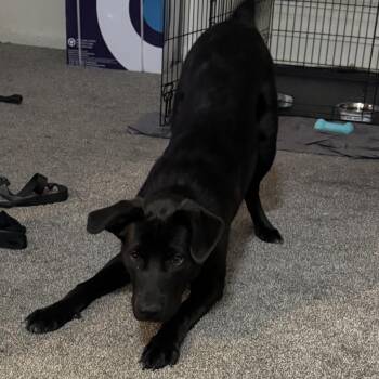 Benji -  Black Labrador Retriever and Shepherd Dog for Adoption in Manchester, Pennsylvania - Benji | PetCurious