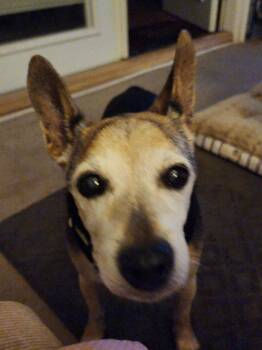 Bailey -  Jack Russell Terrier Dog for Adoption in Melbourne Beach, Florida - Bailey | PetCurious