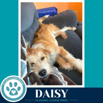Daisy 080826 -  Terrier Dog for Adoption in Kimberton, Pennsylvania - Daisy 080826 | PetCurious