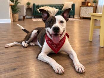 Maverick Montgomery Moon -  Bull Terrier and Pit Bull Terrier Dog for Adoption in Friendswood, Texas - Maverick Montgomery Moon | PetCurious