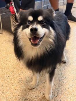 Finnish Spitz Dogs Available for Adoption - HACHI | PetCurious