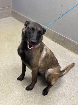 Belgian Shepherd Malinois Dogs Available for Adoption in Las Vegas, Nevada - DAISY DUCK | PetCurious