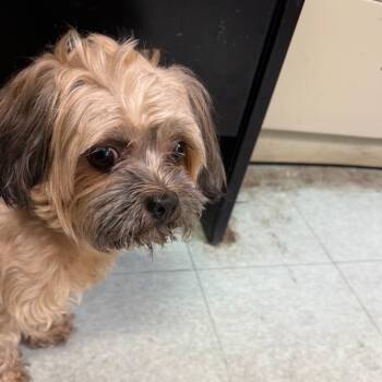Dublin -  Shih Tzu Dog for Adoption in Philadelphia, Pennsylvania - Dublin | PetCurious