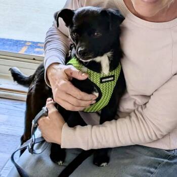 Chihuahua Dogs Available for Adoption - Mackenzie | PetCurious