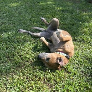 Ethel -  Mixed Breed Dog for Adoption in Auburn, Alabama - Ethel | PetCurious