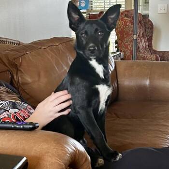 Terrier and Mixed Breed Dogs Available for Adoption in Brownsboro, Alabama - Sefi | PetCurious