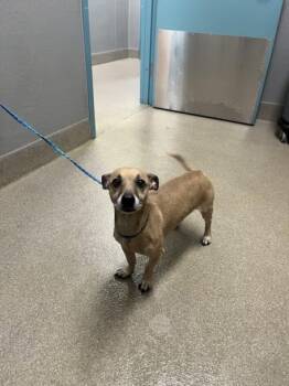 Chihuahua and Mixed Breed Dogs Available for Adoption in Las Vegas, Nevada - PING | PetCurious