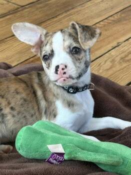 **BAILEY** -  Chihuahua Dog for Adoption in North Prairie, Wisconsin - **BAILEY** | PetCurious