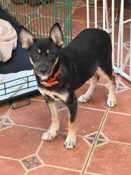 Holly (PUPPY) -  German Shepherd Dog Dog for Adoption in Greeneville, Tennessee - Holly (PUPPY) | PetCurious