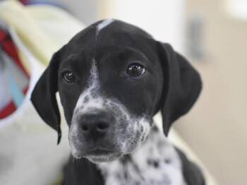 Rescue German Shorthaired Pointer Dogs for Adoption in Portland, Oregon - Wanda | PetCurious