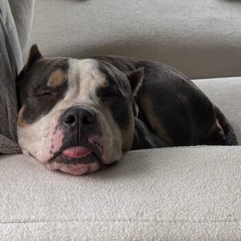 Shorti Roll -  Mixed Breed Dog for Adoption in Philadelphia, Pennsylvania - Shorti Roll | PetCurious