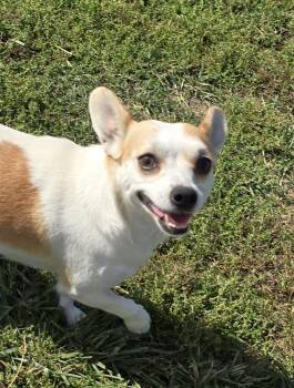 Rescue Chihuahua and Rat Terrier Dogs for Adoption in Terre Haute, Indiana - Juice | PetCurious