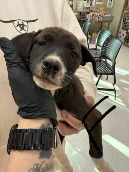 Mixed Breed Dogs Available for Adoption - Alice | PetCurious