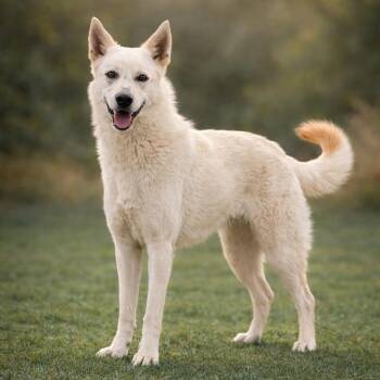 German Shepherd Dog Dogs Available for Adoption in Las Vegas, Nevada - Miklo | PetCurious